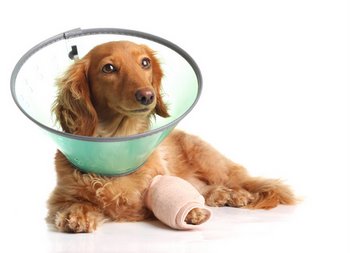 A dog with dog insurance heals from an ACL injury.